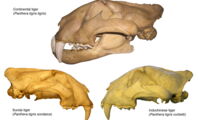Tiger skulls. Photo: Per Christiansen