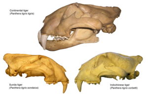 Tiger skulls. Photo: Per Christiansen Tiger skulls. Photo: Per Christiansen