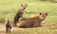 Spotted hyaenas (Crocuta crocuta) in the Ngorongoro Crater, Tanzania. Photo: Oliver Höner/IZW