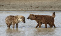 Spotted hyaenas (photo: O. Höner)
