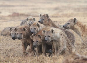 Spotted Hyena. Photo: Eve Davidian Spotted Hyena. Photo: Eve Davidian