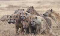 Spotted Hyenas. Photo: Eve Davidian