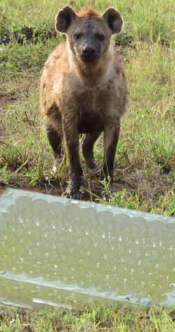 Spotted hyena (Crocuta crocuta) and enzyme immunoassay. Photo: East ML & Dehnhard M Spotted hyena (Crocuta crocuta) and enzyme immunoassay. Photo: East ML & Dehnhard M