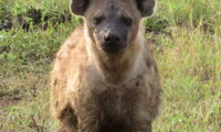 Spotted hyena (Crocuta crocuta) and enzyme immunoassay. Photo: East ML & Dehnhard M