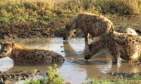 Spotted hyenas in the Serengeti. Photo: Marion L East/IZW