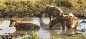 Spotted hyenas in the Serengeti. Photo: Marion L East/IZW Spotted hyenas in the Serengeti. Photo: Marion L East/IZW