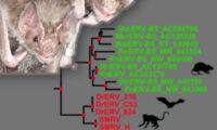 Vampire bat (Desmodus rotundus)