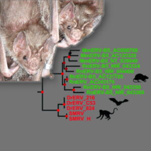 Vampire bat (Desmodus rotundus), ERV pedigree. Photo: E. Lonza Rudio und ML Ojeda Mendez Vampire bat (Desmodus rotundus)