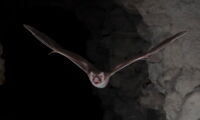 Vampire bat. Brock Fenton.