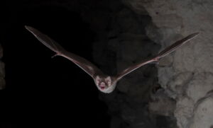 Vampire bat. Brock Fenton. Vampire bat. Brock Fenton.