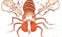 Fruit fly (Violin Fly)/Patrick Debelle