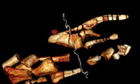 Virtual reconstruction of bones of Dysalotosaurus from one of the bamboo corsets (Image: Leibniz-IZW, MfN, Charite)