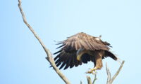 Landing white-tailed sea eagle; (c) Oliver Krone
