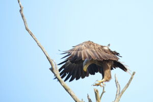 White-tailed eagle - Haliaeetus albicilla (photo by Oliver Krone) White-tailed eagle - Haliaeetus albicilla (photo by Oliver Krone)