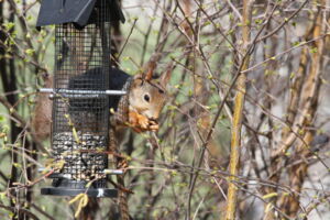 Red squirrel in Berlin (Photo: Stephanie Kramer-Schadt) Red squirrel in Berlin (Photo: Stephanie Kramer-Schadt)