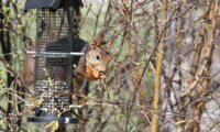 Red squirrel in Berlin (Photo: Stephanie Kramer-Schadt)