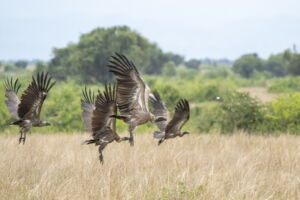 White-backed vultures close to a carcass in Uganda (photo by Jon A. Juarez)
