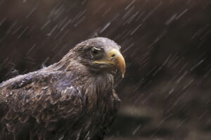 White-tailed sea eagle (photo: Royal Society for the Protection of Birds, Ian McCarthy) White-tailed sea eagle (photo: Royal Society for the Protection of Birds, Ian McCarthy)