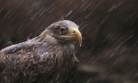 White-tailed sea eagle (photo: Royal Society for the Protection of Birds, Ian McCarthy)