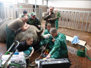 ovum pick up southern white rhino, Autor: Leibniz-IZW ovum pick up southern white rhino, Autor: Leibniz-IZW