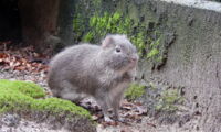 Wild Guinea Pig, photo: Anja Günther