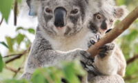 Wild Koala Foto: A. Gillett