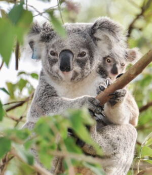 Wild Koala Foto: A. Gillett Wild Koala Foto: A. Gillett