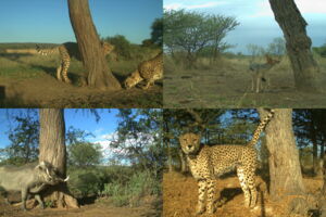 Wildlife camera photos of various species at cheetah marking trees in Namibia (photos: Cheetah Research Project team)