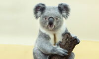 Koala, Author: Daniel Zupanc