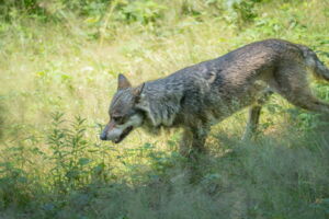 Wolf at a forest edge (photo by Jan Zwilling/Leibniz-IZW)