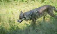Wolf at a forest edge (photo by Jan Zwilling/Leibniz-IZW)
