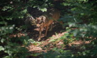 Grey wolf (Canis lupus) in its preferred habitat (photo: Jan Zwilling/Leibniz-IZW)