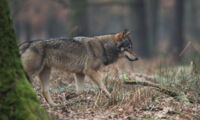 Wolf Canis lupus Autor: Heiko Anders