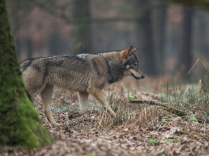 Wolf Canis lupus Autor: Heiko Anders Wolf Canis lupus Autor: Heiko Anders