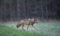 Foto: Wolf, Canis lupus; Heiko Anders