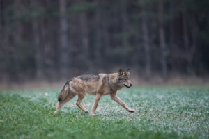 Foto: Wolf, Canis Lupus; Heiko Anders Foto: Wolf, Canis Lupus; Heiko Anders
