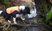 Border collie "Zammy" points out the droppings of an otter. Foto: Annegret Grimm