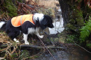 Border collie "Zammy" points out the droppings of an otter. Foto: Annegret Grimm Border collie "Zammy" points out the droppings of an otter. Foto: Annegret Grimm