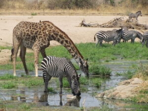 Zebras and giraffes in Ruaha National Park (photo: Claudia Schmied) Zebras and giraffes in Ruaha National Park (photo: Claudia Schmied)