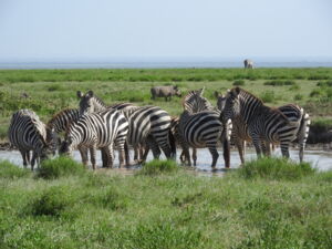 Zebras at a waterhole in East Africa (Photo: Peter Seeber) Zebras at a waterhole in East Africa (Photo: Peter Seeber)