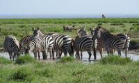 Zebras at a waterhole in East Africa (Photo: Peter Seeber)