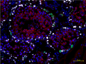 Testis tissue domestic cat (Photo: Bashawat M/Leibniz-IZW) Testis tissue domestic cat (Photo: Bashawat M/Leibniz-IZW)