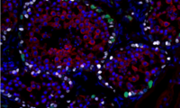 Testis tissue domestic cat (Photo: Bashawat M/Leibniz-IZW)