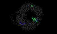TLR molecule; Differences labeled with colour. Photo: IZW